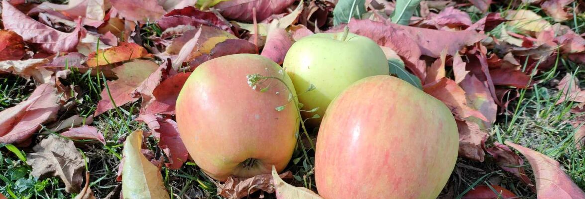 Rušení vybraných ploch jabloňových a švestkových výsadeb